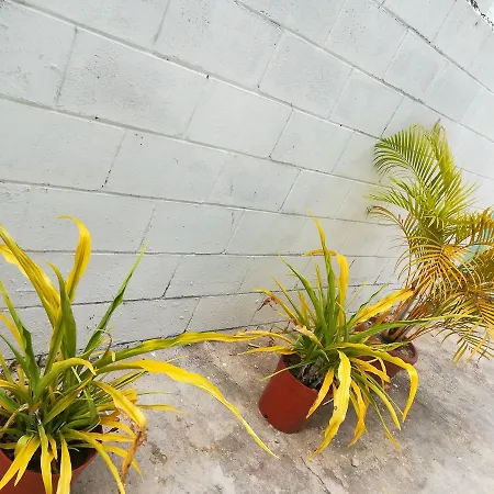 Presidents Inn Trinidad-3